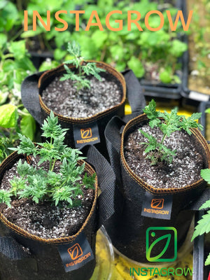 WEEK 4 INSTAGROW FREE GIVEAWAY- CLOSE ON MAY 19, 2021