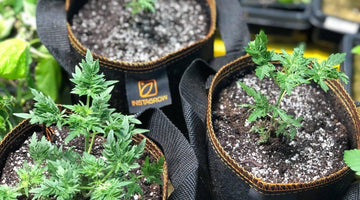Week 6 Free giveaway INSTAGROW,  Open till 20 comments reached.